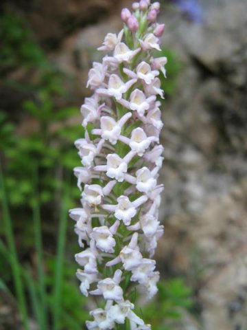 orchidea odorosa